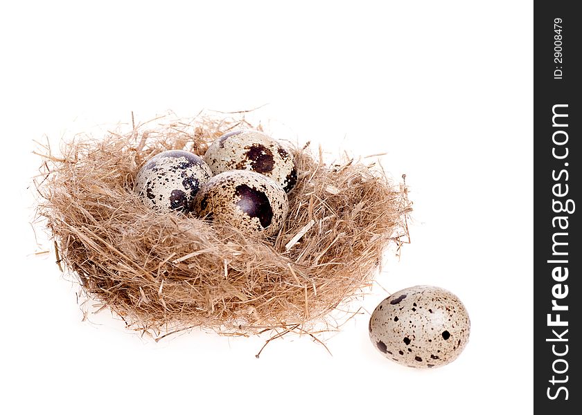 Quail egg on the background of the nest with three eggs on the white