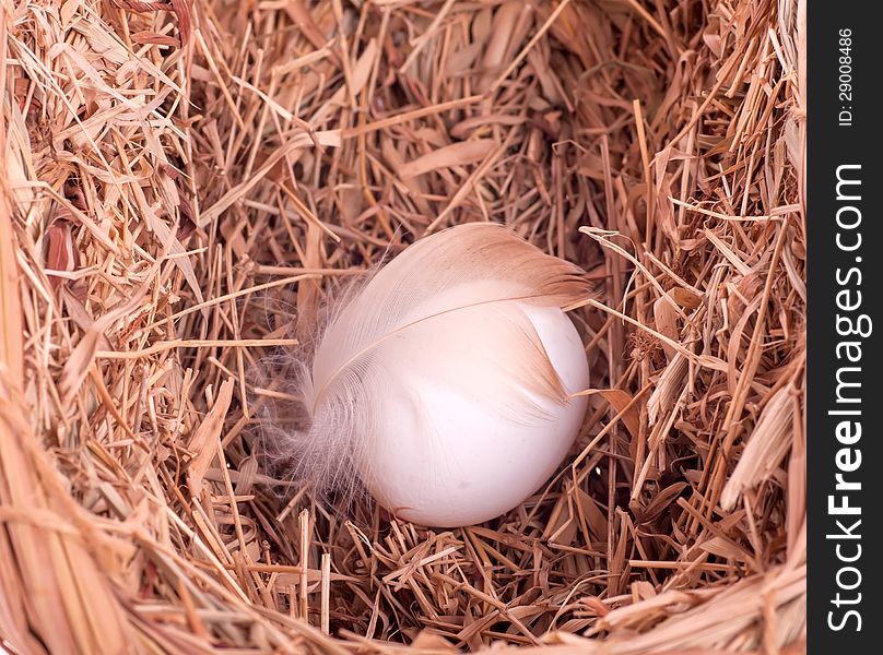 One white egg with a feather in the nest