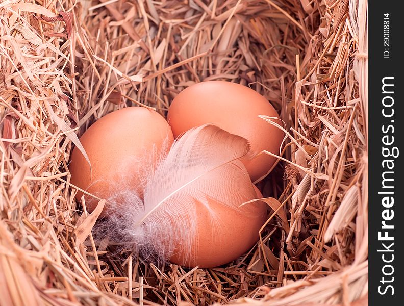Three eggs in a nest of straw with the feather of a bird. Three eggs in a nest of straw with the feather of a bird