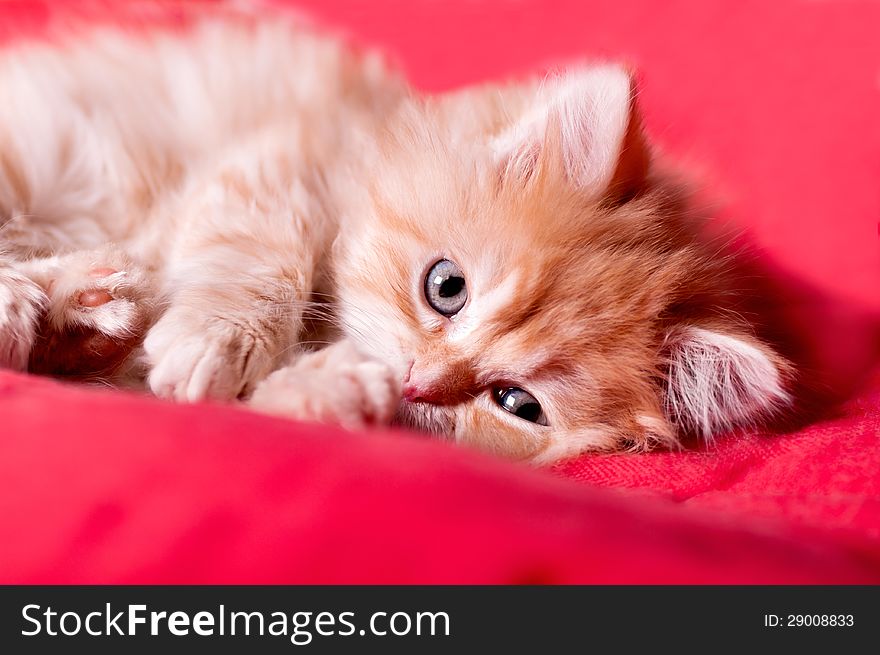 Red kitten lays on a red bedspread
