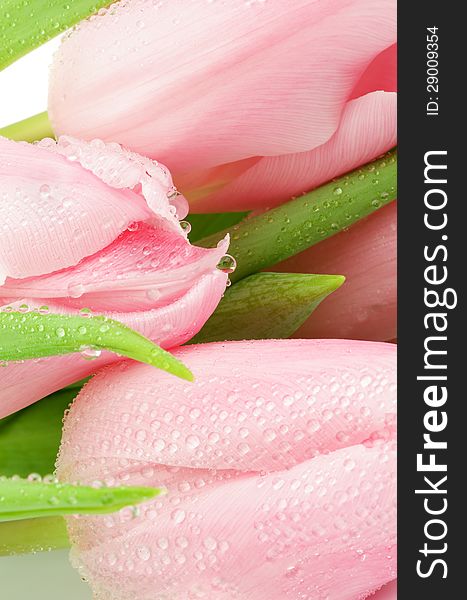 Background of Spring Pink Tulips with Droplets closeup