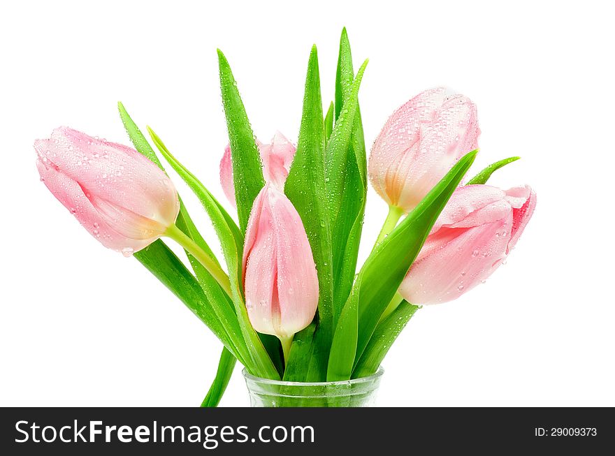 Bunch of 5 Beautiful Spring Pink Tulips with Droplets in Glass Vase isolated on white background