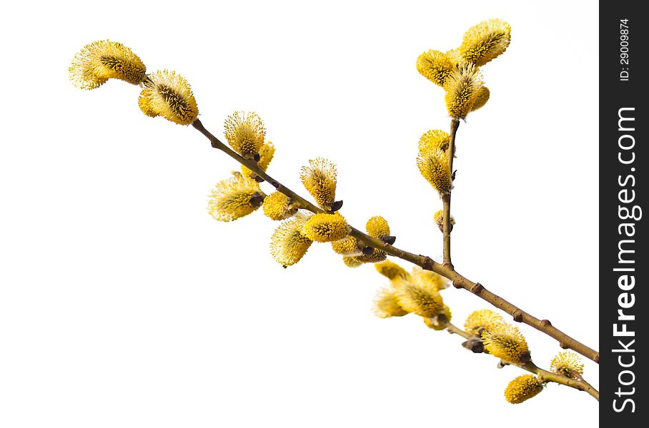 Easter Willow Branches