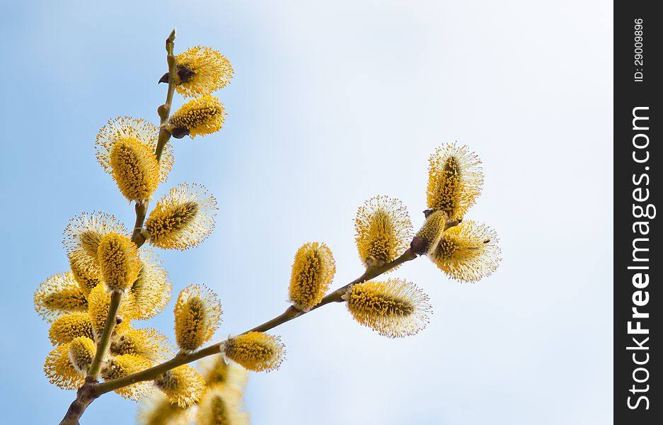 Beautiful willow branches in bloom. Beautiful willow branches in bloom