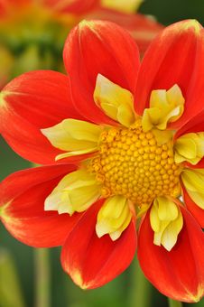 Orange And Yellow Dahlia Flower Stock Images Orange And Yellow Dahlia Flower Stock Images