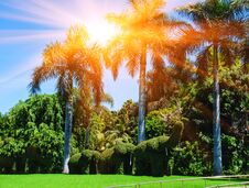 Bushes Cut To Animal Figures In The Park. Sunset In Tenerife Island, Spain. Tourist Hotel Resort Royalty Free Stock Image Bushes Cut To Animal Figures In The Park. Sunset In Tenerife Island, Spain. Tourist Hotel Resort Royalty Free Stock Image