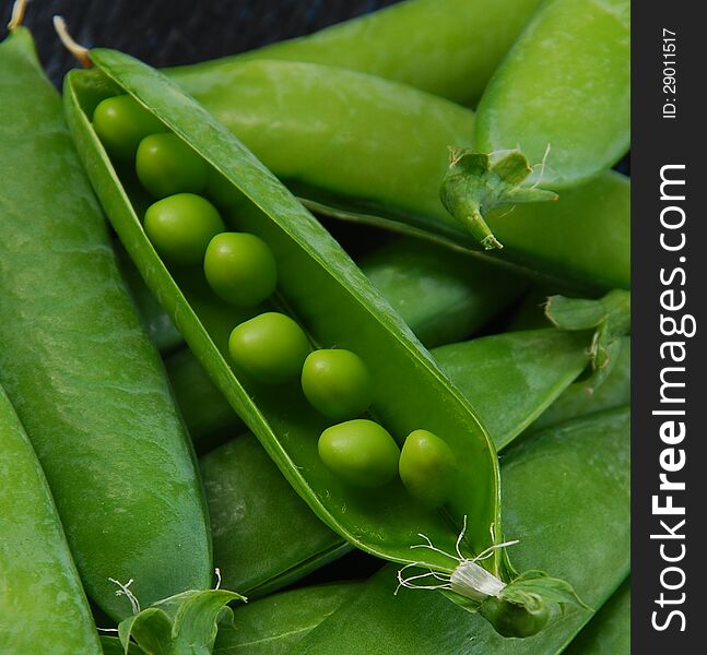 Green peas in a pod surrounded by other unopened pods. Green peas in a pod surrounded by other unopened pods