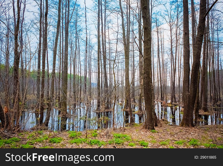 Beautiful Misty Forest