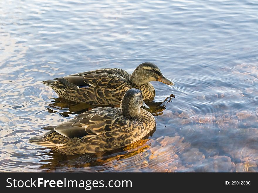 A female mallard ducks stands in the shallow water of a small pond, watching the camera. A female mallard ducks stands in the shallow water of a small pond, watching the camera.