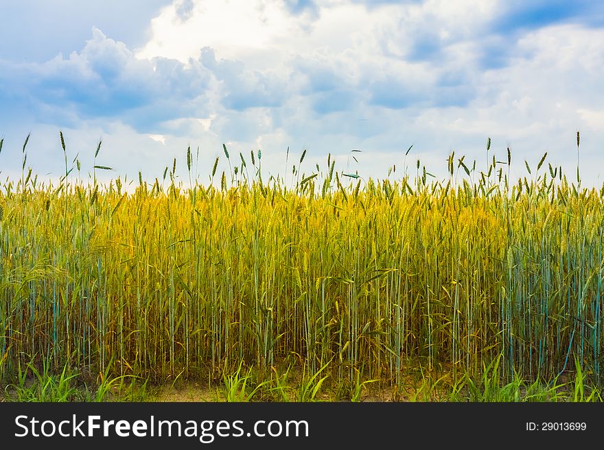 A Wheat With Shining Golden Ears In A Sunny Day