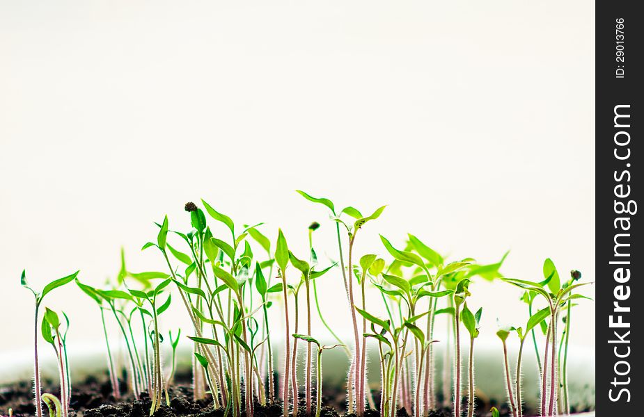 Plant in a row in the soil. Plant and earth  on white background. Plant in a row in the soil. Plant and earth  on white background
