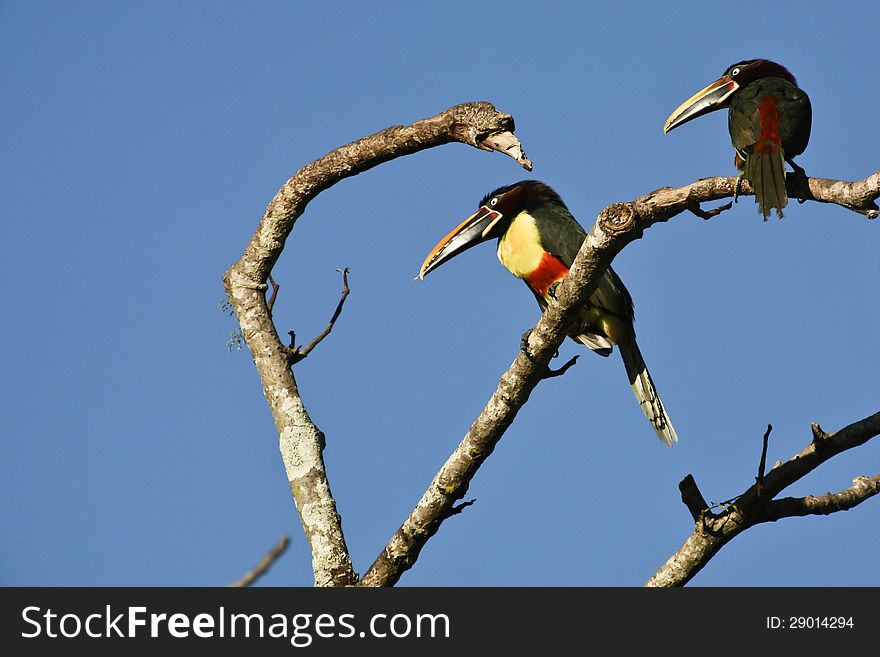 A clear blue sky contrasts perfectly with a brightly colored pair of male and female aricaris perched high on a branch, looking down at the activity below. A clear blue sky contrasts perfectly with a brightly colored pair of male and female aricaris perched high on a branch, looking down at the activity below.