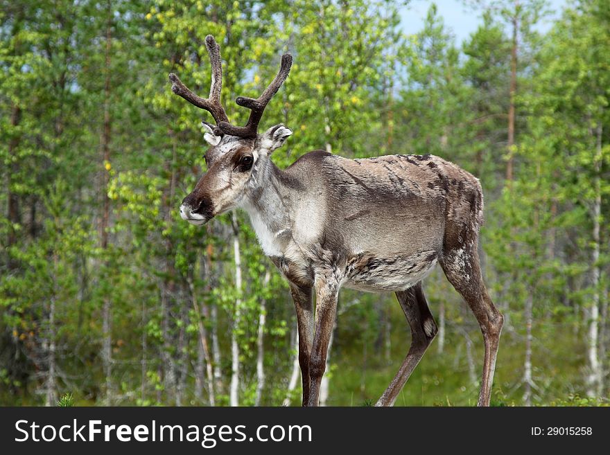 Reindeer In Norway