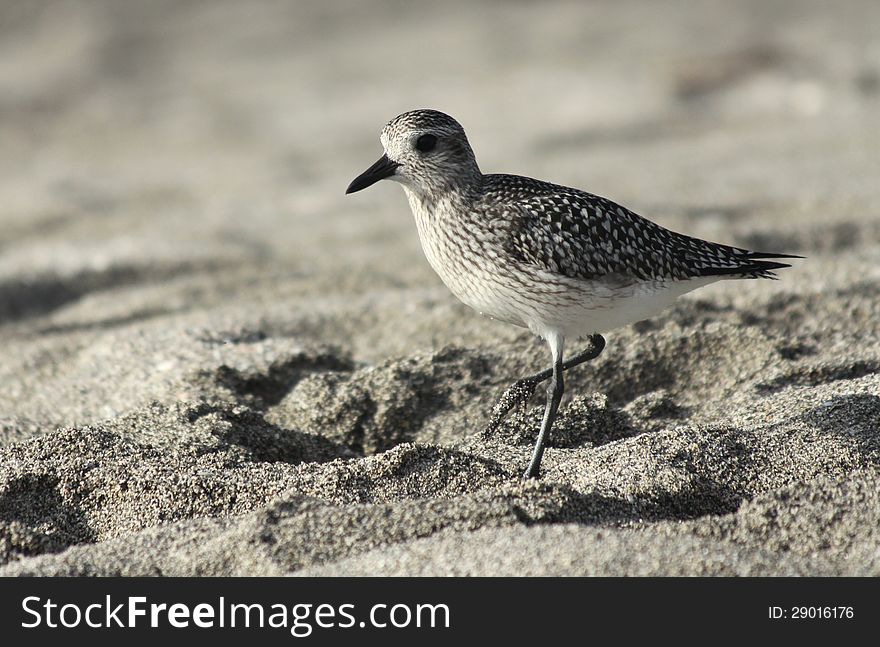 Black-bellied Plover