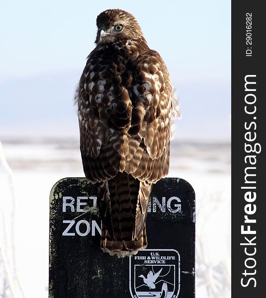 A Red-tailed Hawk stares at the camera while perched on a sign at a National Wildlife Refuge. A Red-tailed Hawk stares at the camera while perched on a sign at a National Wildlife Refuge.