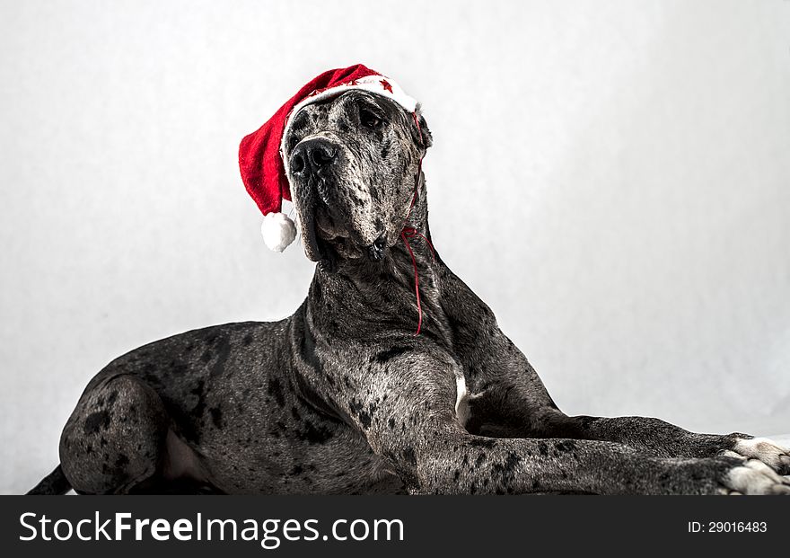 Grey marble Great Dane with a cap of Santa Claus on white background