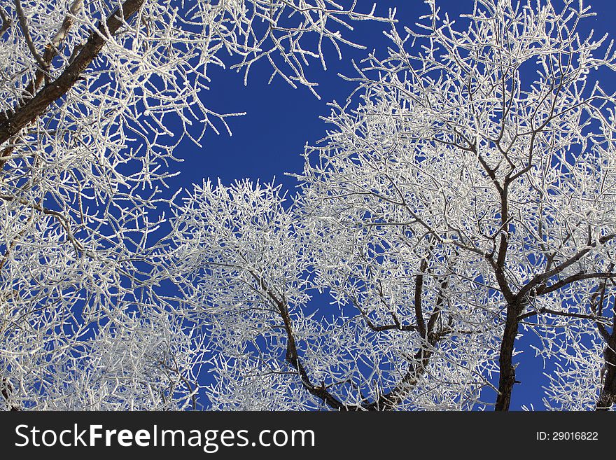 Water vapor frozen into frost covers tree limbs with a white coating during a cold winter. Water vapor frozen into frost covers tree limbs with a white coating during a cold winter.