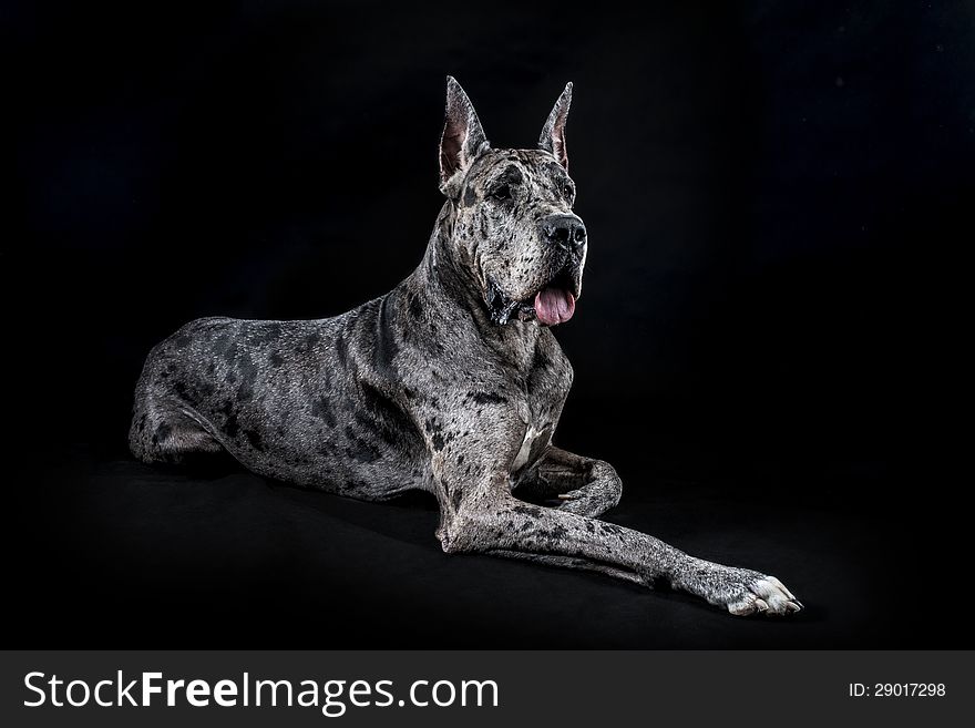 Thoroughbred dog a gray marble Great Dane on a black background