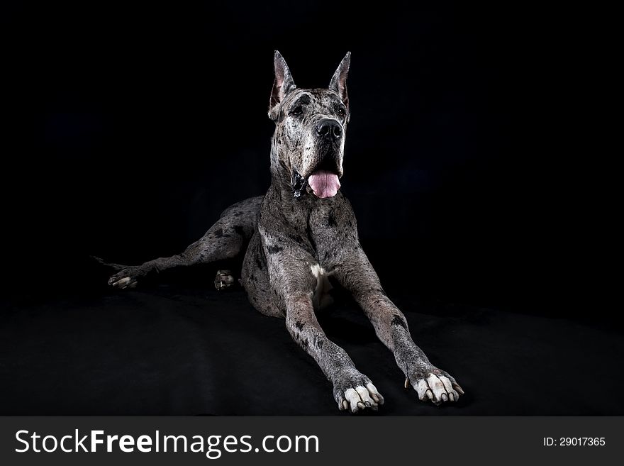 Thoroughbred dog a gray marble Great Dane on a black background