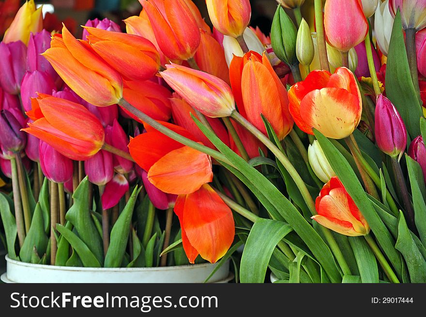 Colorful tulips on display at flowershop. Colorful tulips on display at flowershop