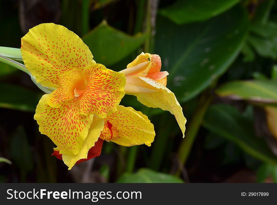 Blooming Yellow and Red Day Lilly. Blooming Yellow and Red Day Lilly