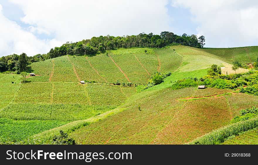 Cereal cropping on the hills of northern Thailand. Cereal cropping on the hills of northern Thailand.