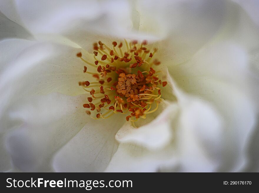 The core of an white rose. This macro photo represents pure beauty. Thanks!