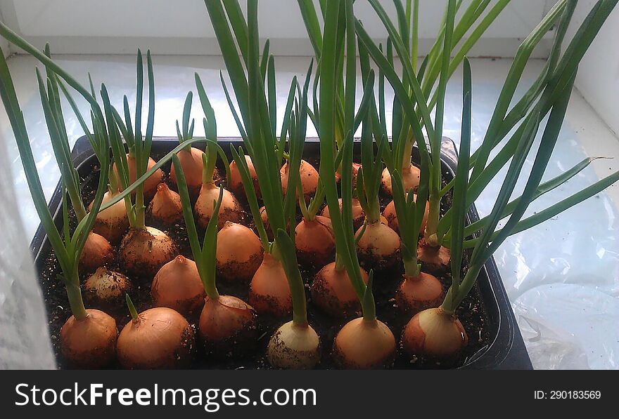 Growing Onions On A Windowsill. Seedlings, Greens.