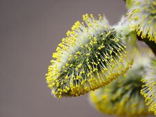 Pussy Willow Have Blossomed Royalty Free Stock Images