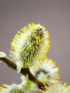 Pussy Willow Have Blossomed Royalty Free Stock Photo