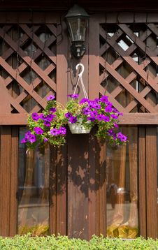 Petunia Flower And Street Lantern Stock Photos Petunia Flower And Street Lantern Stock Photos