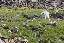 Rocky Mountain Goat Royalty Free Stock Photos Rocky Mountain Goat Royalty Free Stock Photos
