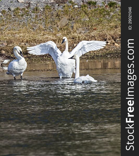 The Trumpeter Swans of Yellowstone Park are colorful with wings spread.
