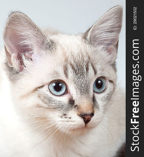 A Male Lynx Point Siamese Kitten looking upward and to the right of the camera and set against a white background.