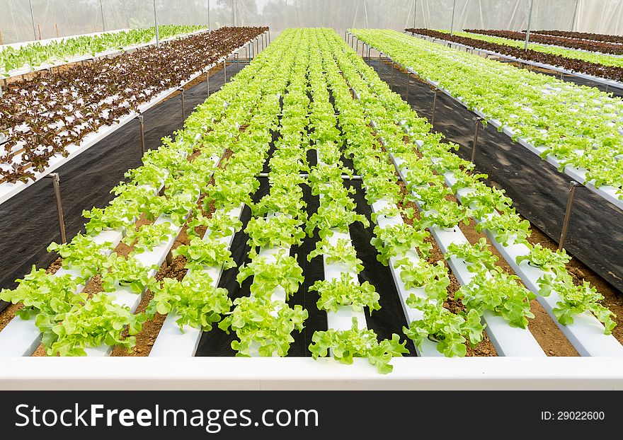 Organic hydroponic vegetable in farm