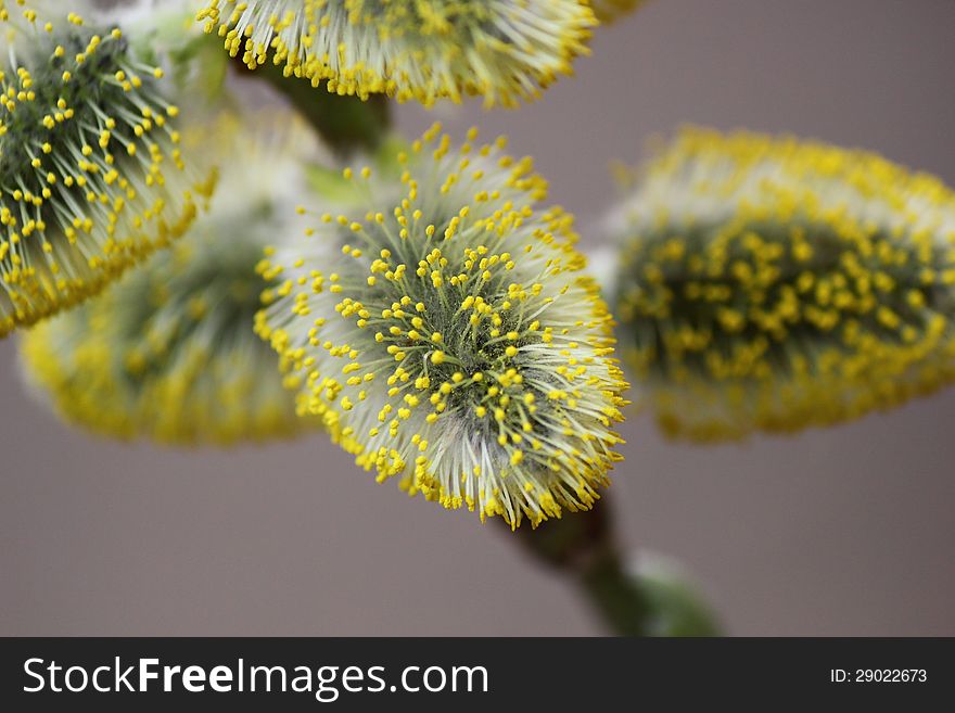 With the arrival of spring had blossomed buds willow. With the arrival of spring had blossomed buds willow