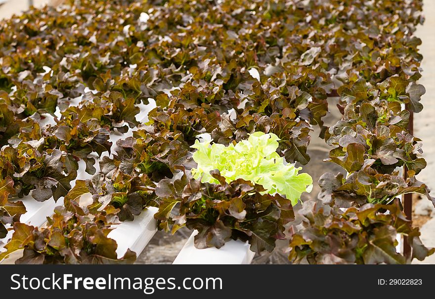 Organic Hydroponic Vegetable