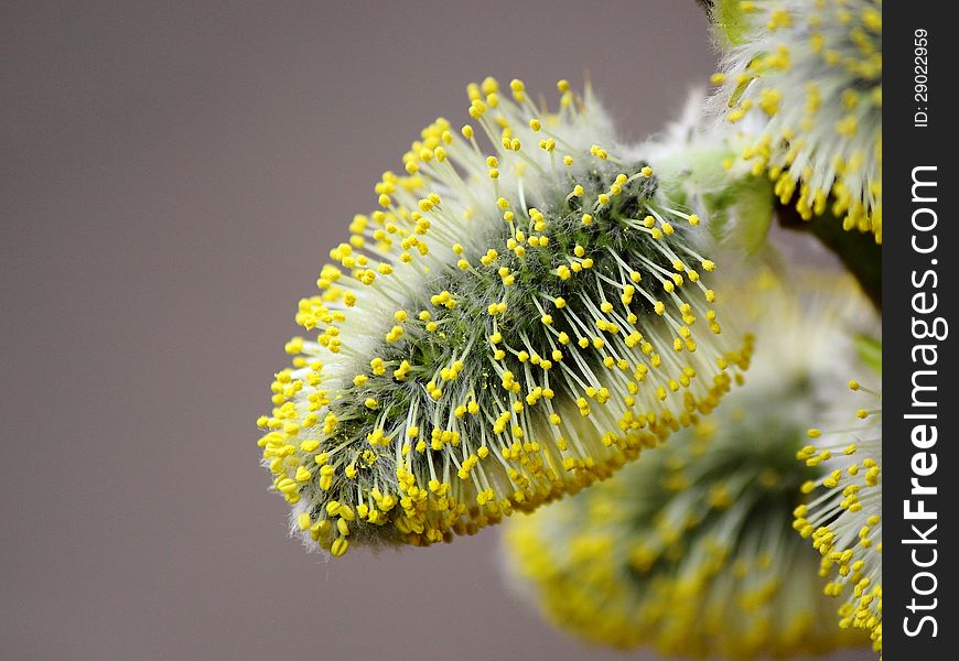 With the arrival of spring had blossomed buds willow. With the arrival of spring had blossomed buds willow