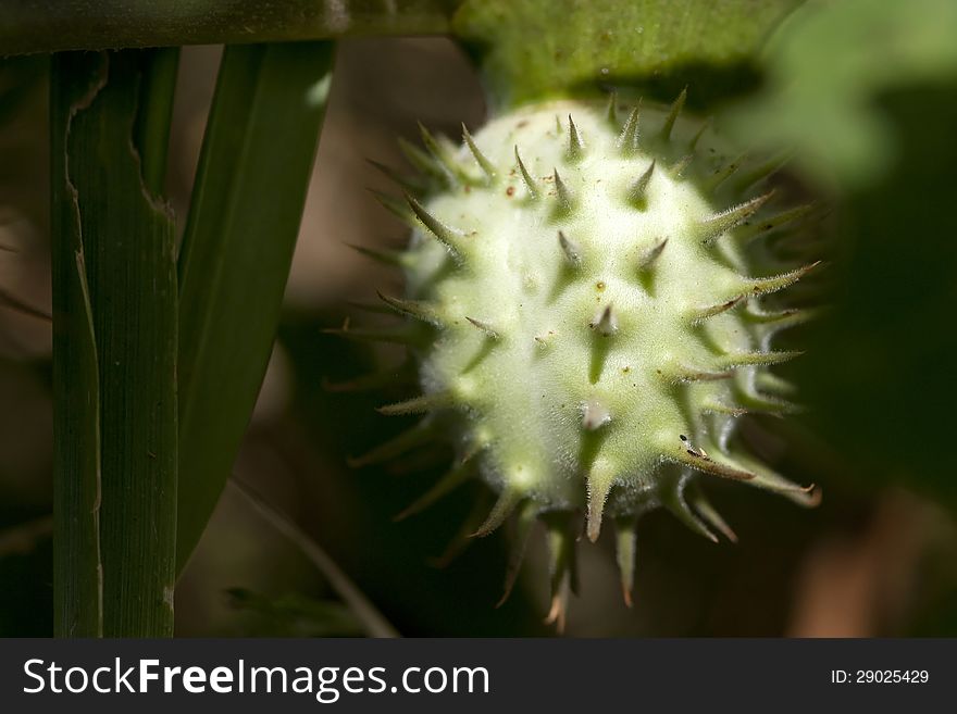 Close-up on the fruit of a datura. Close-up on the fruit of a datura.