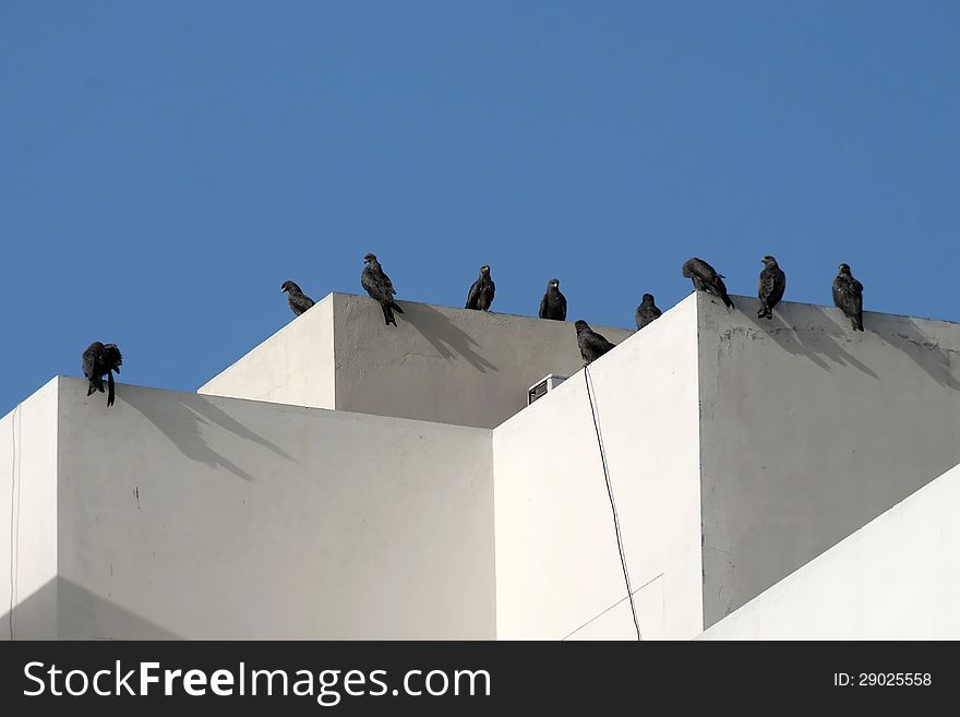 Some black kites alighted on the top of a building. Some black kites alighted on the top of a building.