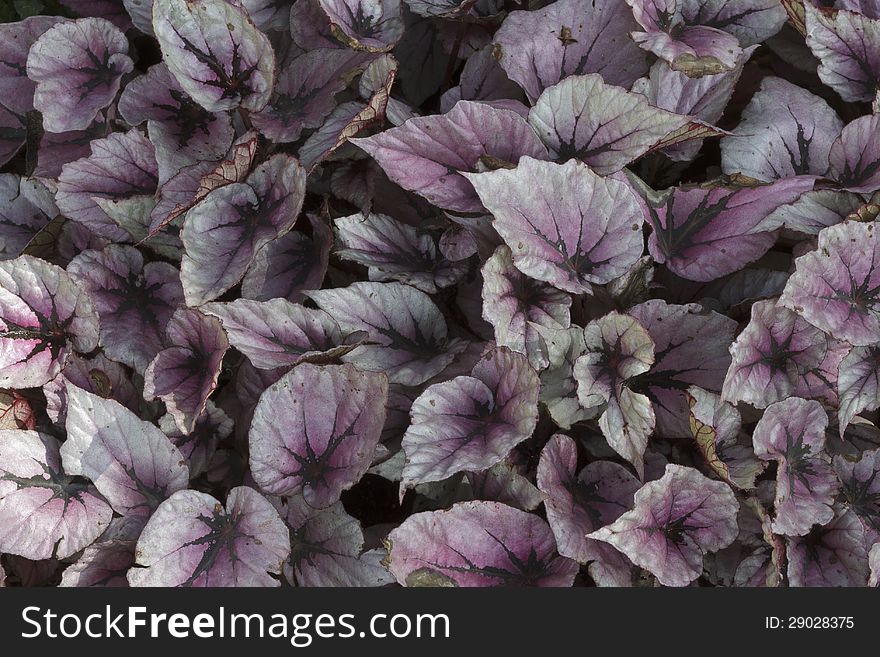 Pile of colorful autumn leaves