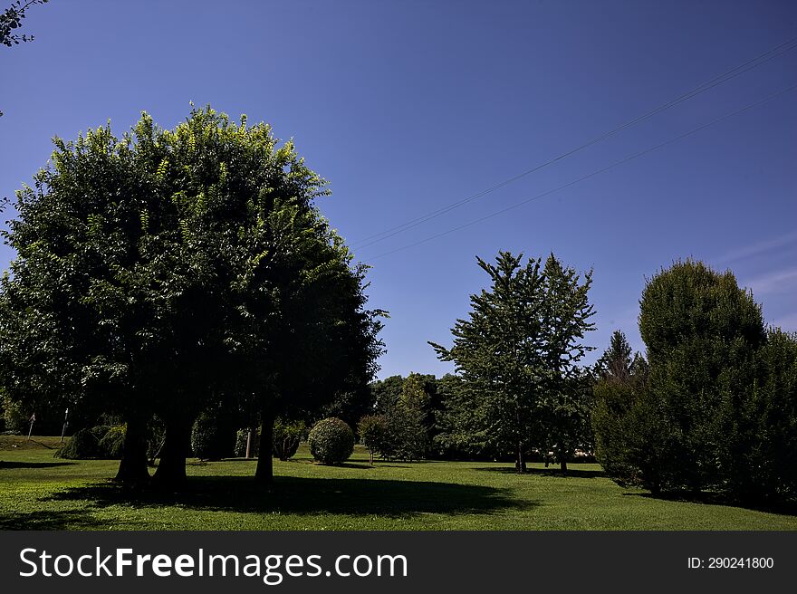 Lawn With Trees On A Clear Sunny Day