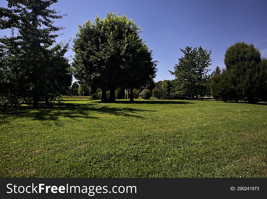 Lawn with trees on a clear sunny day