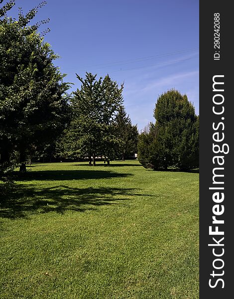 Lawn with trees on a clear sunny day