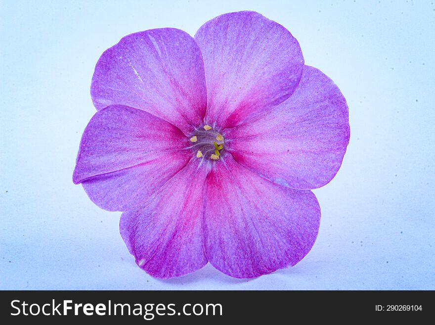 Close-up on a violet flower