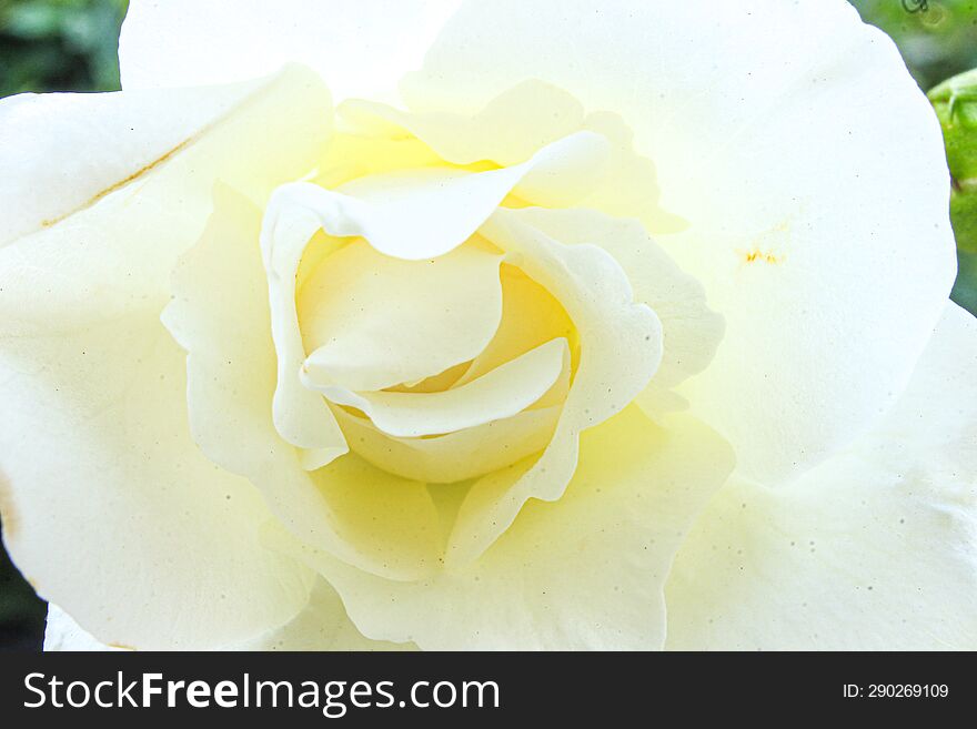 Close-up On A White Rose From My Garden