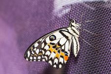 Lime Butterfly &x28;Papilio Demoleus Malayanus&x29; Stock Images Lime Butterfly &x28;Papilio Demoleus Malayanus&x29; Stock Images
