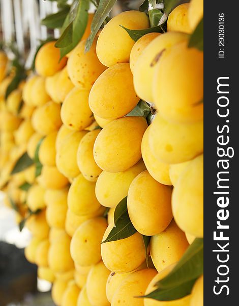 Sweet Yellow Marian Plum