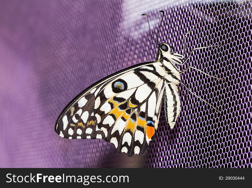 Close up of lime butterfly clinging on purple net. Close up of lime butterfly clinging on purple net