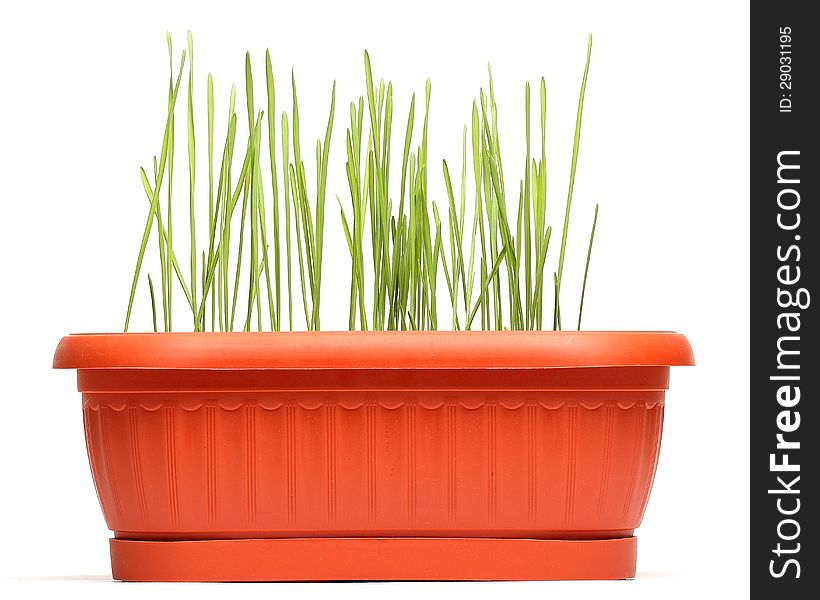 Wheat seedlings in brown pot over white